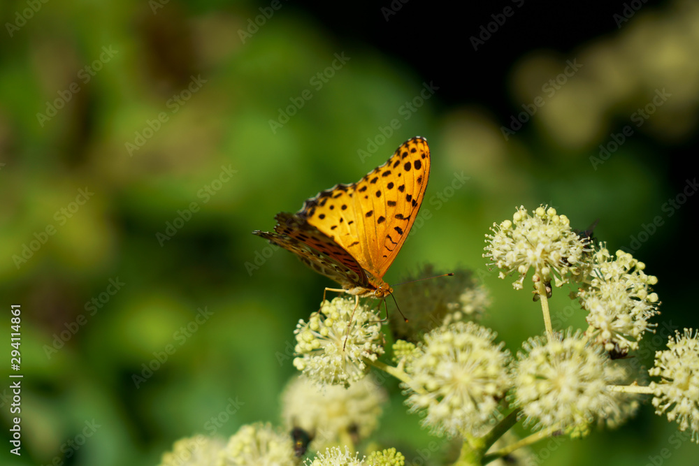 Obraz premium ウドの花にツマグロヒョウモン蝶