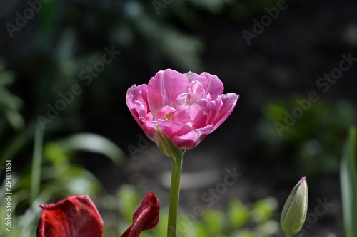a pink Tulip bloomed in the garden