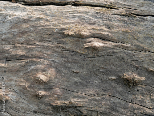 Tree bark background