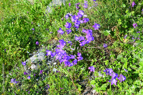 Russia, North Ossetia. Purple Campanulas in Midagrabindon gorge in June