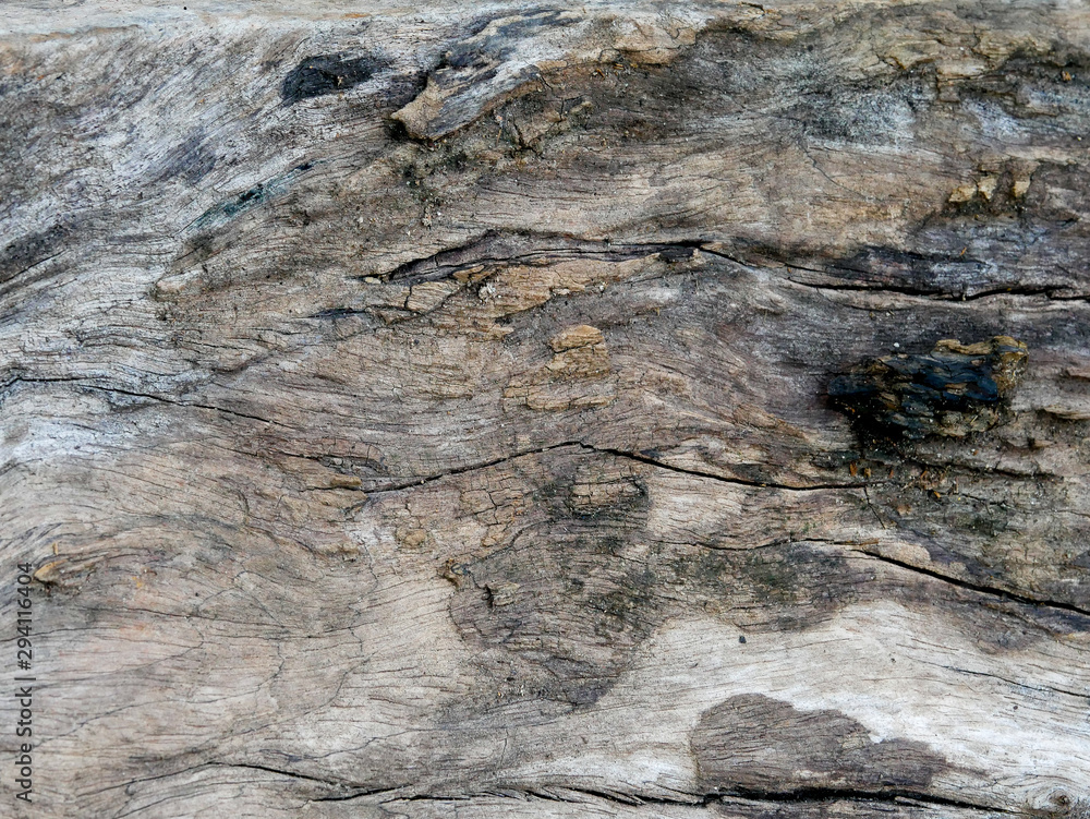 Tree bark background Tree bark background