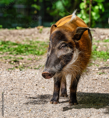 Red river hog, Potamochoerus porcus, also known as the bush pig. photo