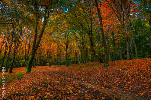 Wonderful autumn forest landscape with colorful leaves