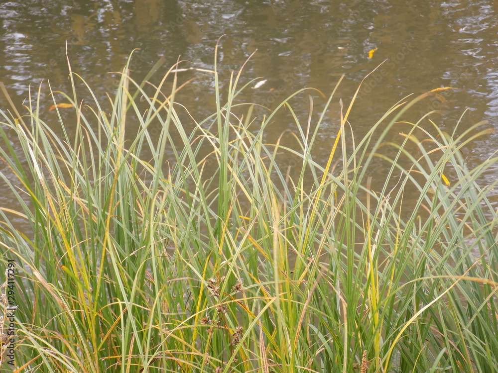 Obraz premium Autumn day. Autumn grass. Dense thickets, yellowing blades of grass.