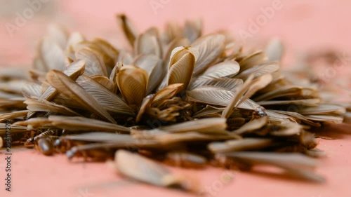 African harvester termite alates ( Hodotermes mossambicus) swarmers, Kenya, East Africa photo