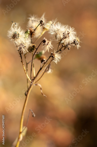 A plant similar to many dandelions on one stem with selective focus and a blurred background. Warm tone colors. Vertical.