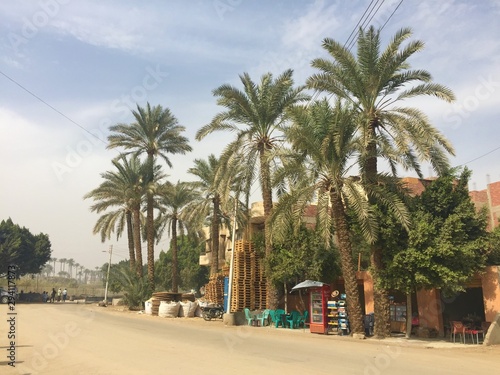 Dates tree in Egypt