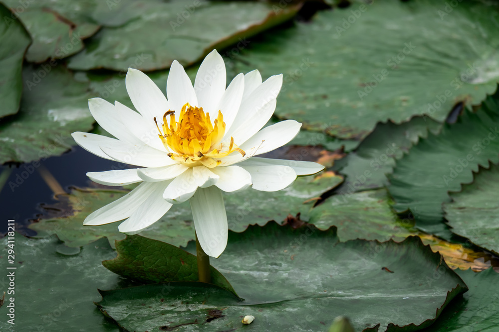 beautiful white water lily in the garden pond beautiful white water lily in the garden pond