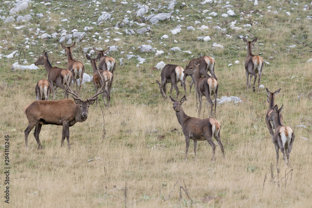 Herd of deer in Alps mountains (Cervus elaphus) Herd of deer in Alps mountains (Cervus elaphus)