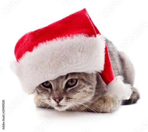Kitten in Christmas hat.