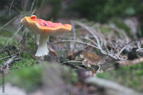 Beautiful mushroom in the forest surrounded by moss