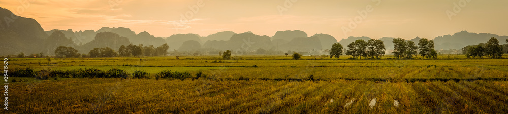 rice field in vietnam panoramic