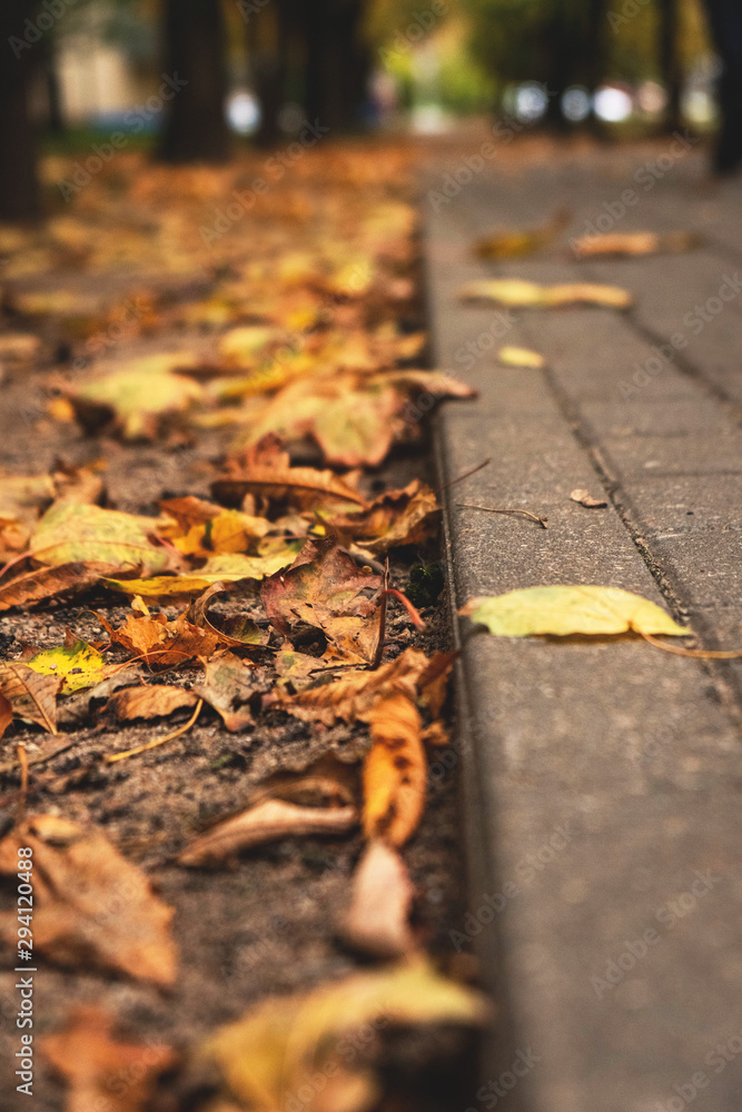 autumn leaves on a track in a park close-up autumn leaves on a track in a park close-up
