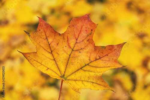 maple yellow autumn leaf on a yellow foliage background