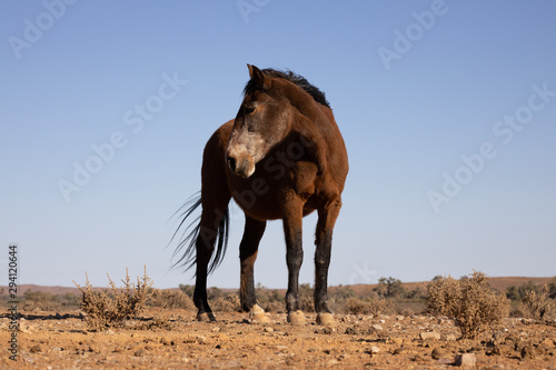 horse in wild