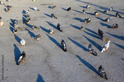 Pigeons standing on the ground