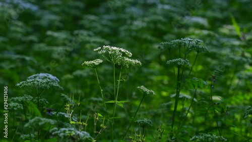 Cow Parsley, Anthriscus sylvestris during evening in Sweden