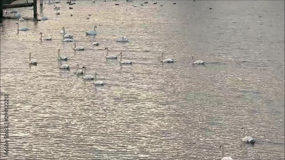 Mute Swans gliding on River Thames in Reading, Berkshire, England Mute Swans gliding on River Thames in Reading, Berkshire, England