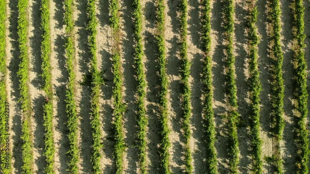 Aerial top view of vineyard located on Crete Aerial top view of vineyard located on Crete