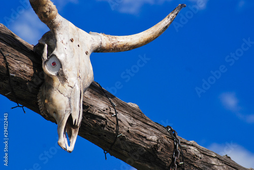 The Skull of a Bull