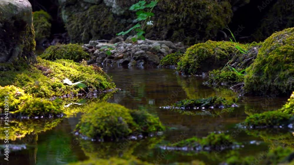 Small stream in the woods during summertime in Sweden Small stream in the woods during summertime in Sweden