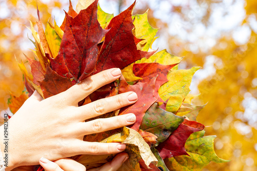  autumn maple leaves in hands