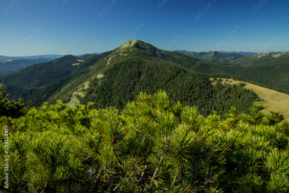 Switzerland idyllic landscape Alps mountains lonely peak and top of trees needle branches foreground highland European nature poster photography with empty copy space  for text