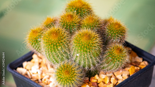 sunflower in the garden
