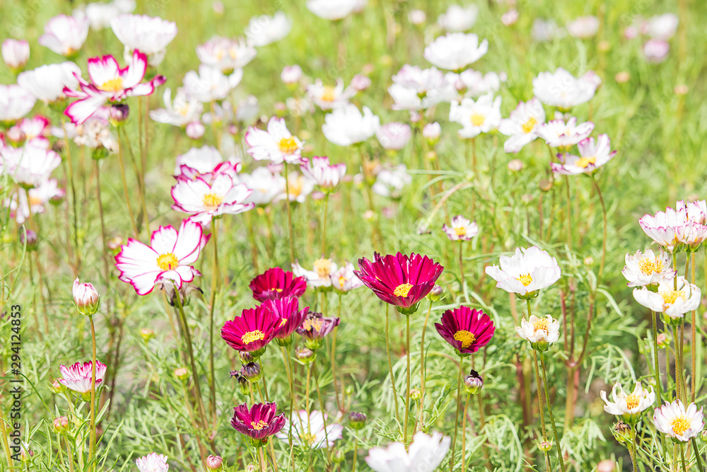 Beautiful flower field, sweet flower color, beautiful background in sunny day. Beautiful flower field, sweet flower color, beautiful background in sunny day.