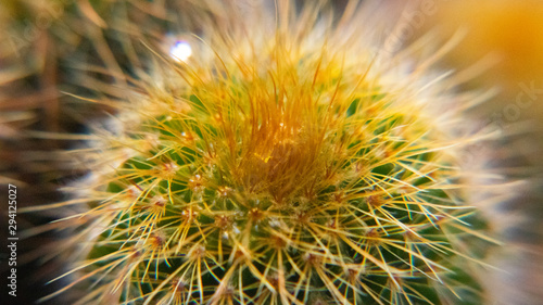 cactus in the garden