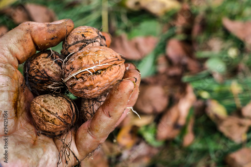 Worker's hands picking nuts, colored by the peel photo