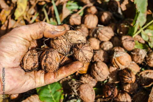 Worker's hands picking nuts, colored by the peel photo