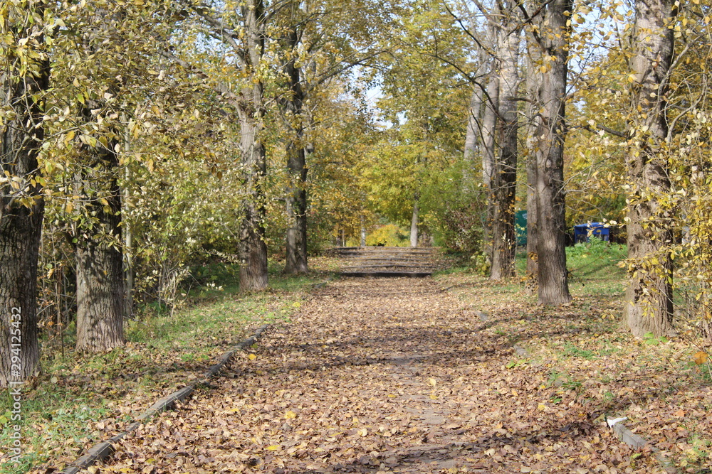 alley in the Park in autumn with trees and fallen leaves alley in the Park in autumn with trees and fallen leaves