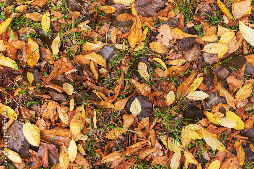 Autumn textures with yellow and red leaves on trees and on the ground, in a beautiful park with a table and beautiful scenery Autumn textures with yellow and red leaves on trees and on the ground, in a beautiful park with a table and beautiful scenery