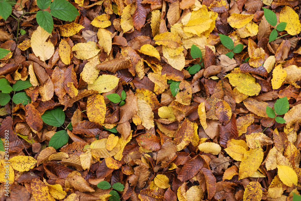 Autumn textures with yellow and red leaves on trees and on the ground, in a beautiful park with a table and beautiful scenery Autumn textures with yellow and red leaves on trees and on the ground, in a beautiful park with a table and beautiful scenery