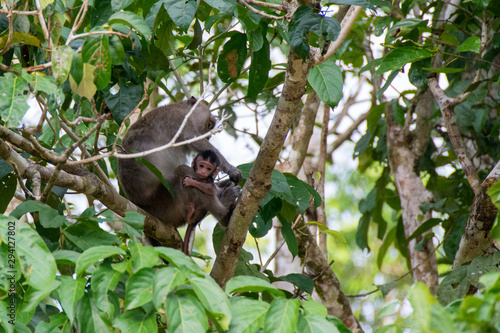 macaco beb   con su madre