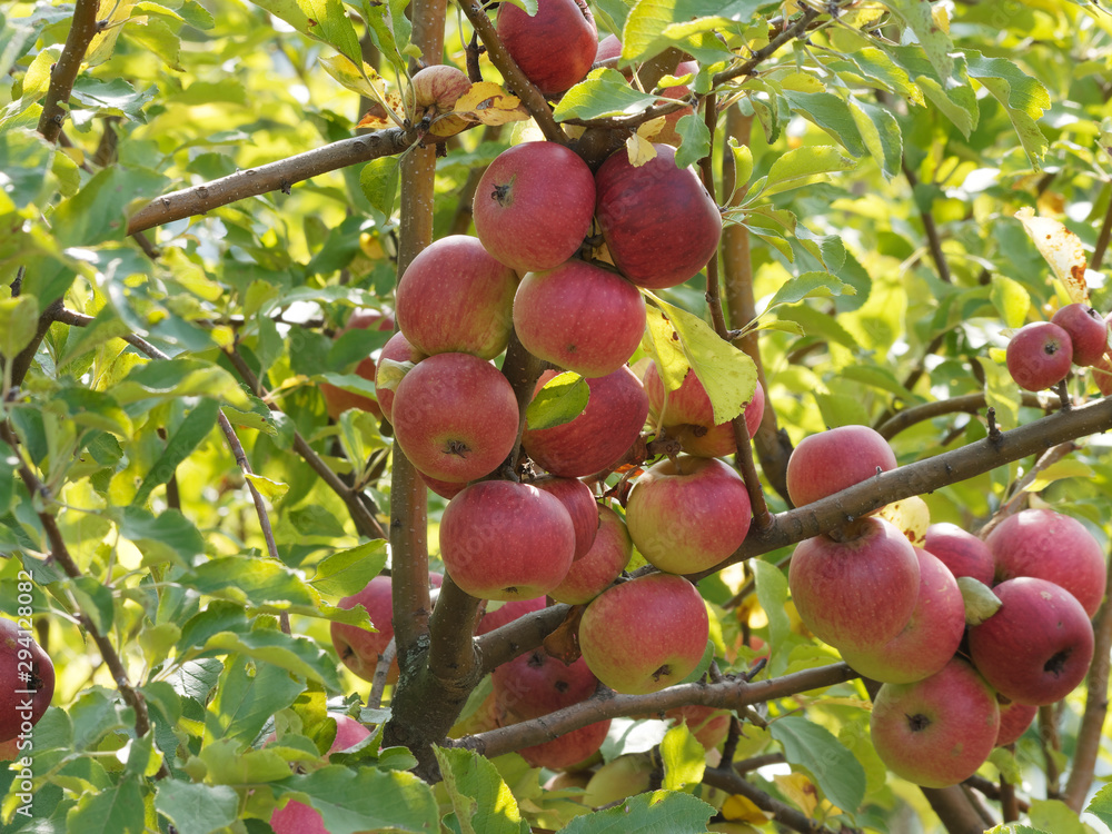 Obraz premium Malus domestica | Apfelplantage in den Obstgärten von Margräflerland