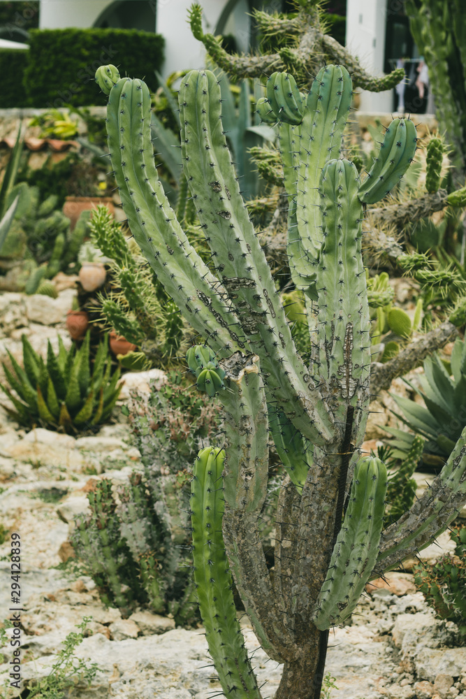 custom made wallpaper toronto digitalBotanischer Garten mit Kakteen 