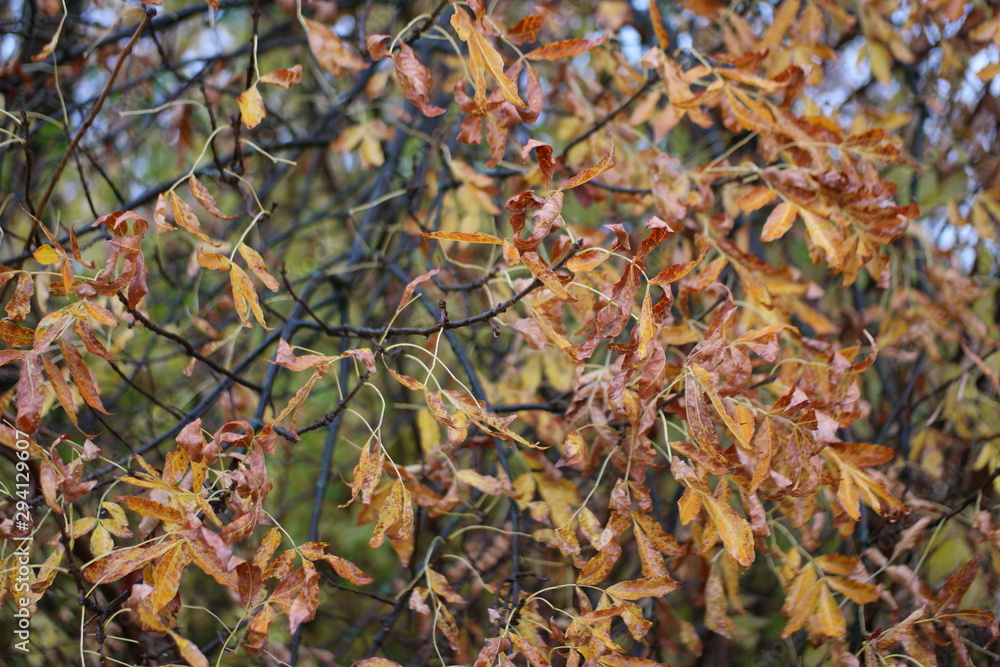 autumn leaves with raindrops in the rain in the wind at dusk autumn leaves with raindrops in the rain in the wind at dusk