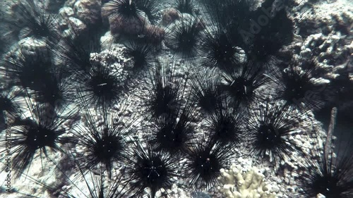 Underwater view with Sea urchins or  urchins(Diadema setosum) on a lifeless seabed among coral skeletons. photo