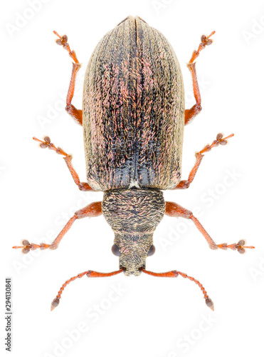 Phyllobius pyri, known as the Common Leaf Weevil beetle, is a species of broad-nosed weevil in the family Curculionidae subfamily Entiminae. Isolated weevil beetle on white background. photo