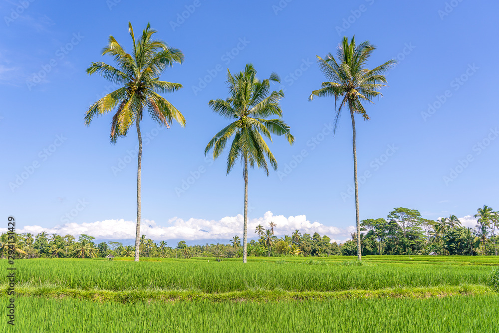 Three coconut palm trees on green rice terraces near Ubud in island Bali, Indonesia