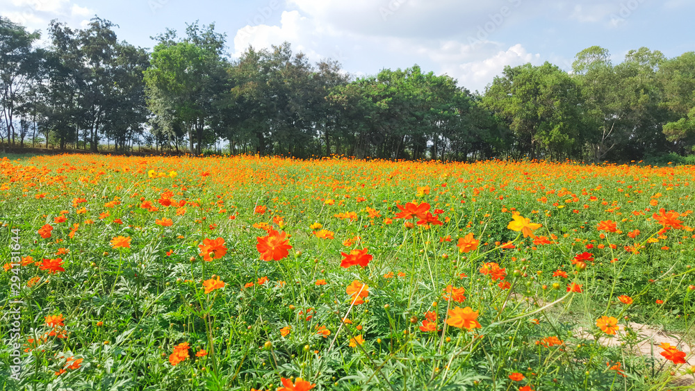 Cosmos flowers field