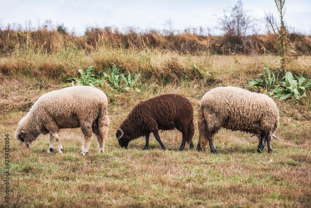 Group of sheep grazing in paddock at farm. Australian countryside rural autumn landscape. Group of sheep grazing in paddock at farm. Australian countryside rural autumn landscape.