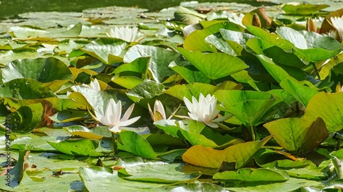 Fotografie, Obraz Lotus water-lilies on the lake...