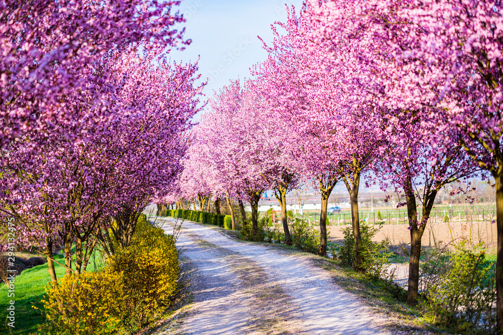 Wild cherry trees flowers Wild cherry trees flowers