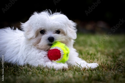 A portrait of a small young white boomer puppy. The dog is playing with its toy ball in the grass on a lawn in the garden.