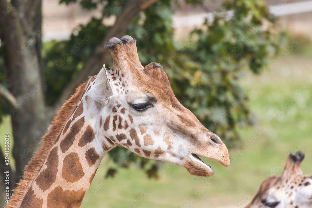 Side view of the Rothschild Giraffe with open mouth. Side view of the Rothschild Giraffe with open mouth.