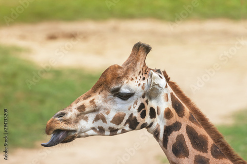 Side view of the Rothschild Giraffe sticking tongue out. 