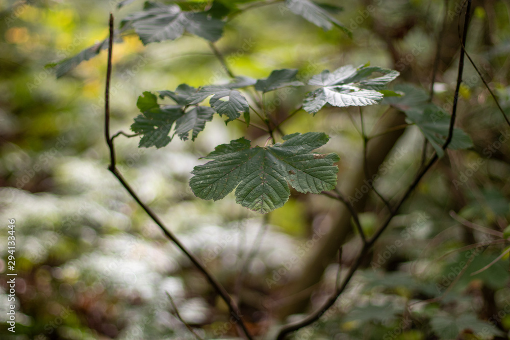 branch of a tree branch of a tree